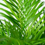 Close-up of vibrant green palm fronds with overlapping leaves.