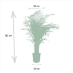 Illustration of a tall potted palm with dimension labels: height 130 cm, canopy width 50 cm, pot width 24 cm.