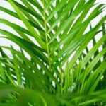 Close-up of glossy bright-green palm fronds overlapping against a light background.
