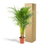 Potted palm plant in a terracotta pot beside a tall cardboard shipping box behind it.