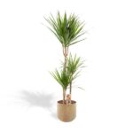 Dracaena plant with two tall trunks in a terracotta pot and spiky green leaves