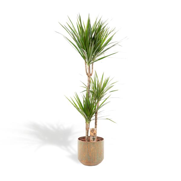 Dracaena plant with two tall trunks in a terracotta pot and spiky green leaves
