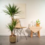 Indoor corner with a tall potted Dracaena plant, a woven chair, and a small side table with a potted plant on a beige cloth.