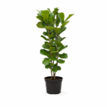 Potted leafy green plant with multiple stems in a black plastic pot