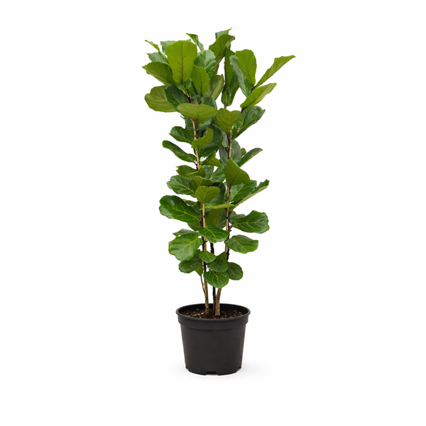 Potted leafy green plant with multiple stems in a black plastic pot
