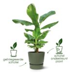 Banana plant in a pot showing two tray options: built‑in saucer (left) and a separate plant-supporting tray (right).
