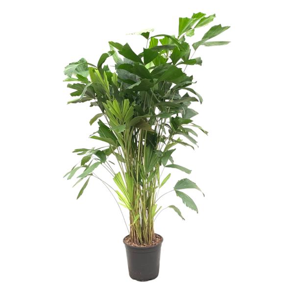 Potted indoor plant with tall green stalks and broad glossy leaves, decorative houseplant.
