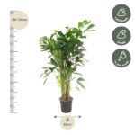 Tall potted indoor plant with lush green leaves, about 130–150 cm tall and a 24 cm pot, shown with light/shade icons and weekly care guidance.