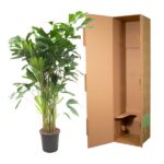 Potted indoor plant next to an open brown shipping box on a white background, showing the plant and packaging side by side.