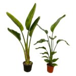 Two potted tropical plants with large broad green leaves on a white background (banana-like houseplants).