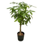 Braided-trunk money tree in a black pot with glossy palmate leaves only in frame.