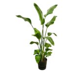 Tall green houseplant with broad glossy leaves in a black pot, upright stems stretching upward.