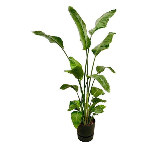 Tall green houseplant with broad glossy leaves in a black pot, upright stems stretching upward.