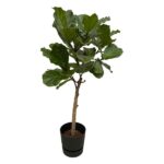 Fiddle-leaf fig tree in a black pot with a slender trunk and large green leaves.
