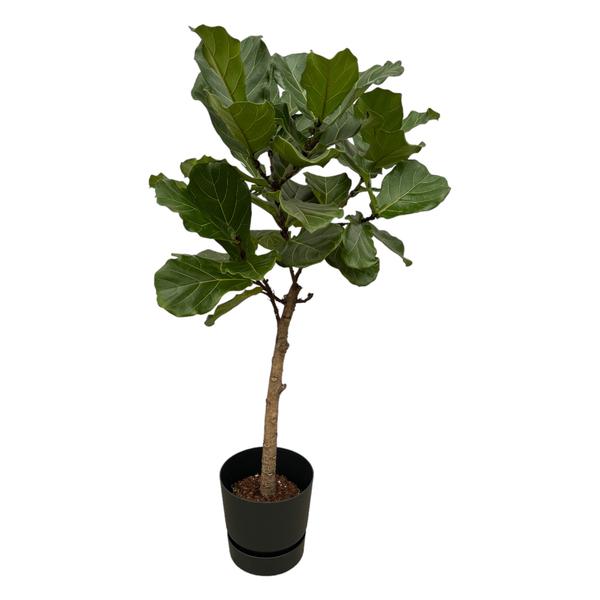 Fiddle-leaf fig tree in a black pot with a slender trunk and large green leaves.