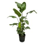 Tall potted tropical houseplant with broad glossy green leaves in a dark gray pot.