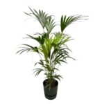Tall potted palm plant with long green fronds in a black planter.