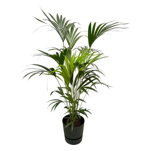 Tall potted palm plant with long green fronds in a black planter.