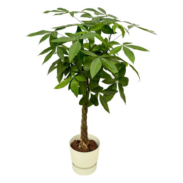 Small braided-trunk potted indoor tree with lush green leaves