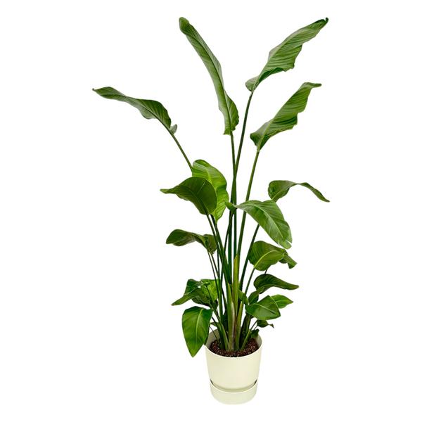 Tall potted green houseplant with broad glossy leaves in a light-colored pot on white background.