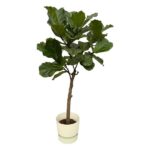 Potted fiddle-leaf fig tree with a slender trunk and large dark green leaves in a white pot.