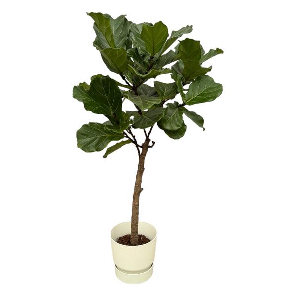 Potted fiddle-leaf fig tree with a slender trunk and large dark green leaves in a white pot.