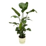 Tall potted indoor plant with large glossy green leaves in a cream-colored pot.