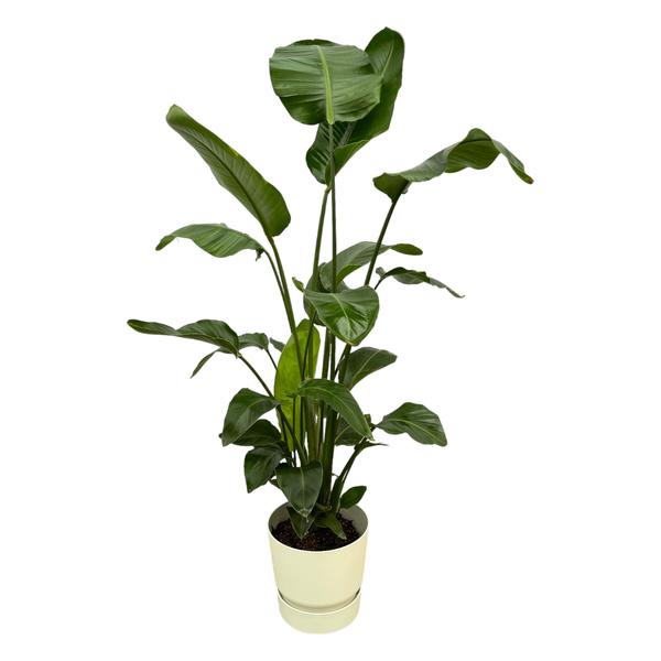 Tall potted indoor plant with large glossy green leaves in a cream-colored pot.