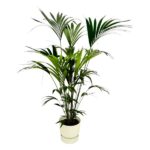 Potted indoor palm plant with multiple slender green fronds in a light beige pot.