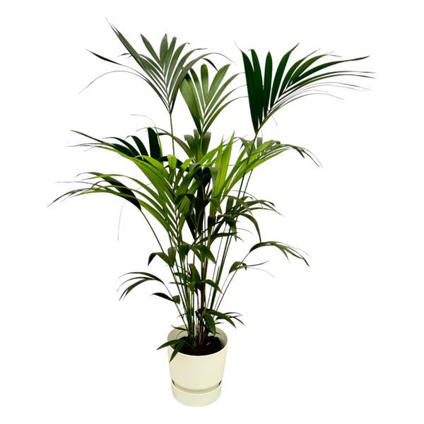 Potted indoor palm plant with multiple slender green fronds in a light beige pot.