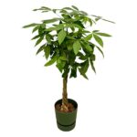 Braided money tree in a green pot with lush green leaves against a white background.