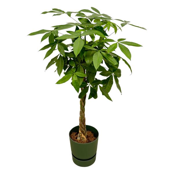 Braided money tree in a green pot with lush green leaves against a white background.
