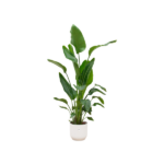Tall green houseplant with large glossy leaves in a white ceramic pot.