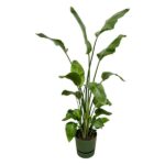 Tall leafy houseplant with multiple long stems and broad glossy green leaves in a green pot.