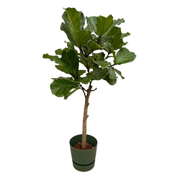 Small potted indoor tree with large glossy green leaves in a green pot.