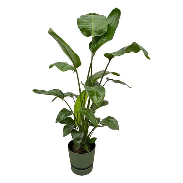 Potted tropical plant with large glossy green leaves in a green pot.