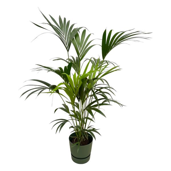 Potted palm plant with tall slender green leaves in a dark green pot, isolated on white background.