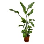 Tall leafy houseplant with broad green leaves in a terracotta pot.