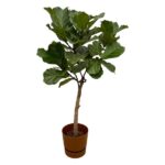 Potted fig tree with broad green leaves in a brown planter.