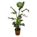 Tall potted houseplant with large glossy green leaves in a brown pot.