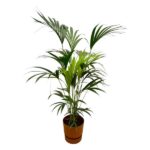 Potted indoor palm plant with long green fronds in a brown pot against a white background.
