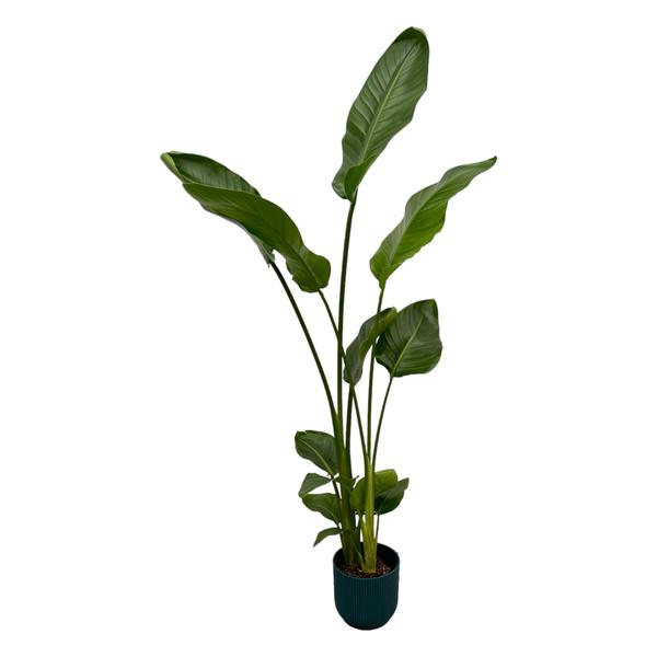 Tall indoor plant with tall stems and large green leaves in a dark teal pot