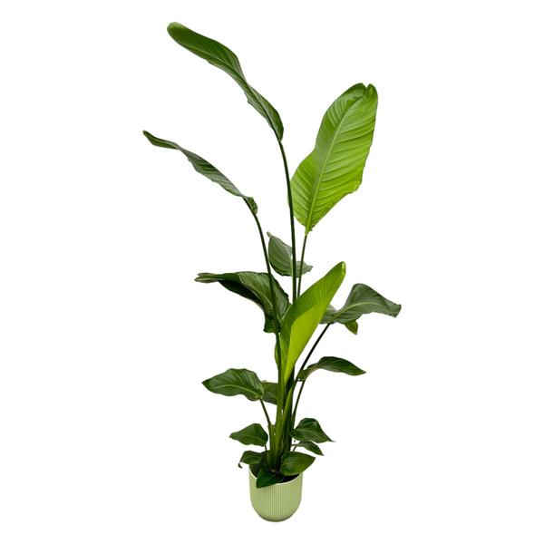 Tall green houseplant with broad glossy leaves in a light green pot