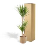 Dracaena plant in a ceramic pot with two trunks and spiky green leaves, beside a tall cardboard shipping box.