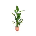 Tall tropical-looking houseplant with large green leaves in a terracotta pot (indoor plant). Modern ceramic peach pot visible at the base.