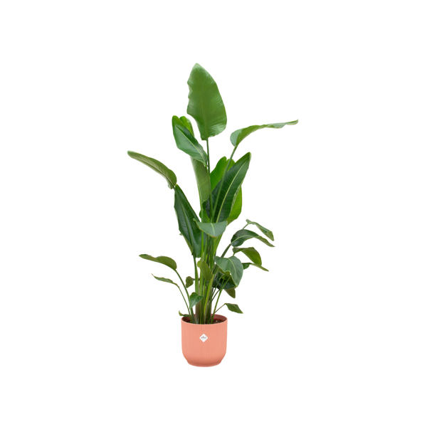 Tall tropical-looking houseplant with large green leaves in a terracotta pot (indoor plant). Modern ceramic peach pot visible at the base.