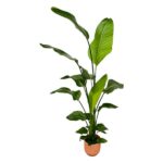 Tall leafy houseplant with broad green leaves in a small terracotta pot