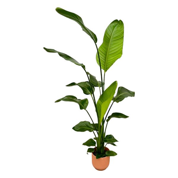 Tall leafy houseplant with broad green leaves in a small terracotta pot