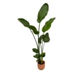 Tall indoor plant with large glossy green leaves in a terracotta pot.