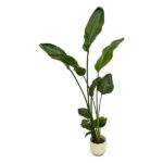 Tall potted plant with glossy elongated green leaves in a light beige pot on a white background